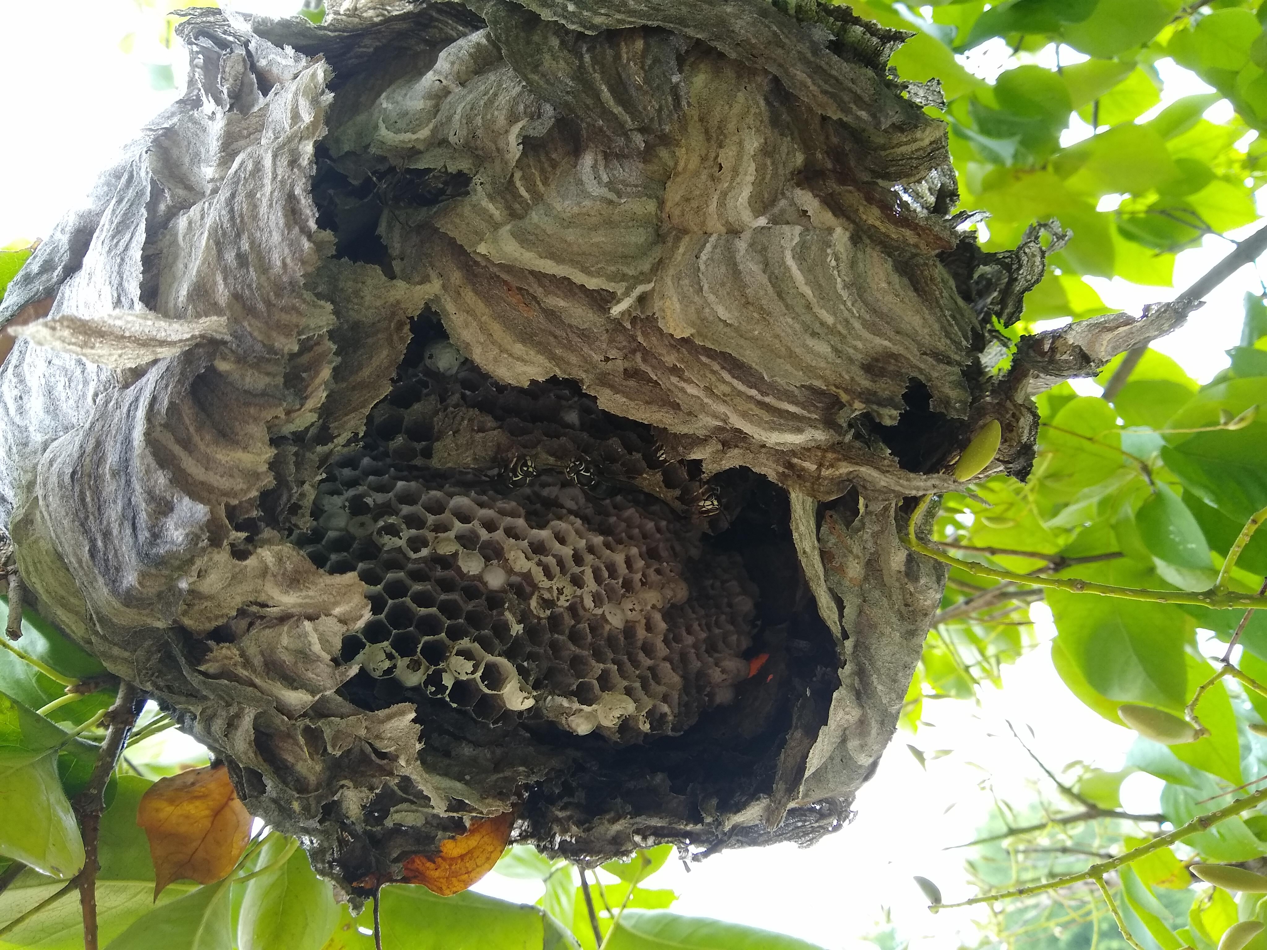 A bald-faced hornet nest.